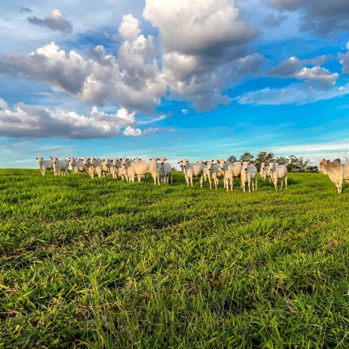 Do campo nativo à IA: pastagens ganham protagonismo com chancela da ONU