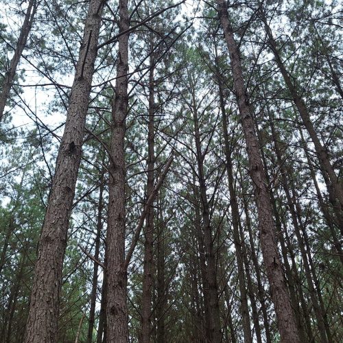 Setor florestal do Paraná alerta para fechamentos de empresas com tarifaço dos EUA