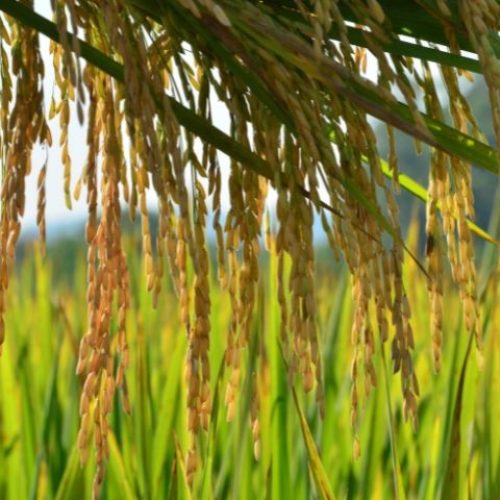 Vendas de arroz estão lentas, e produtores focam nos leilões governamentais
