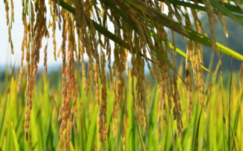 Vendas de arroz estão lentas, e produtores focam nos leilões governamentais