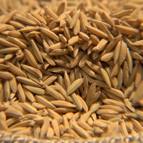 Exportação de arroz cresceu 82% em maio e importações caíram