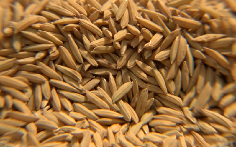 Depois da queda de preços, governo promete comprar arroz de produtores