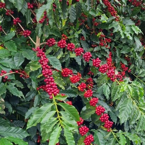Realização de lucros derruba preços do café em Nova York