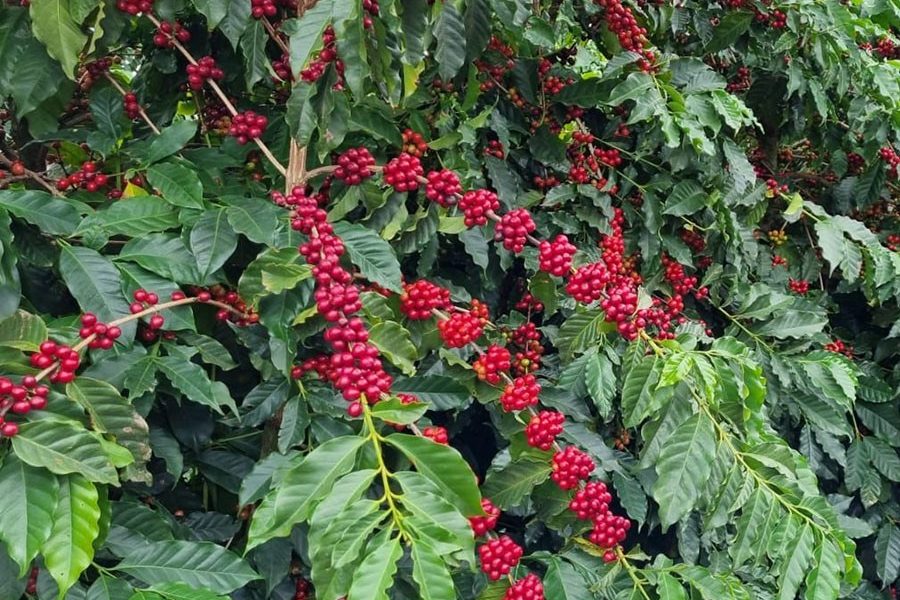 Mercado muda de direção e preço do café cai mais de 2% em NY