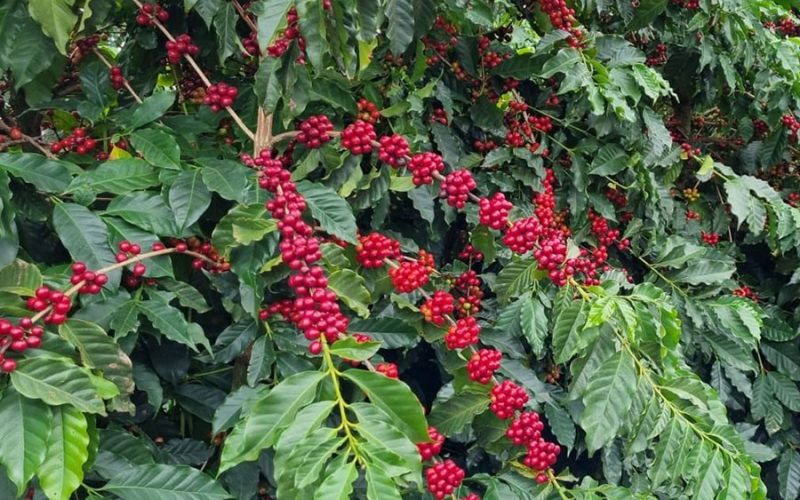 Exportação de café pode melhorar em 2026, mesmo com tarifaço sobre solúvel