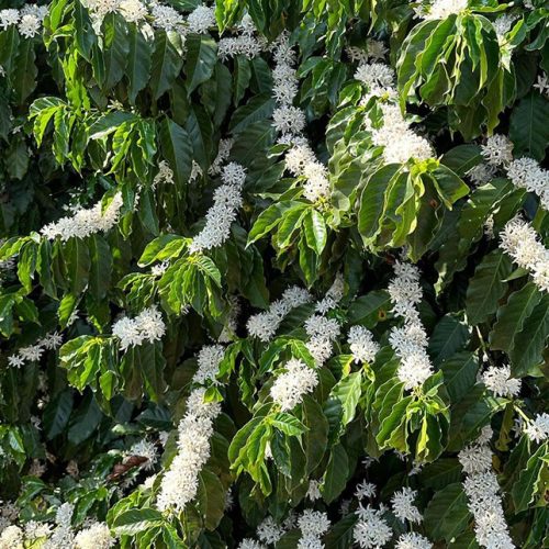 Chuvas animam produtores de café, que aguardam a florada das lavouras