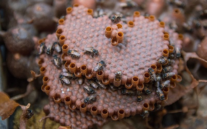 Própolis de abelha da Amazônia cicatriza feridas e reduz inflamação