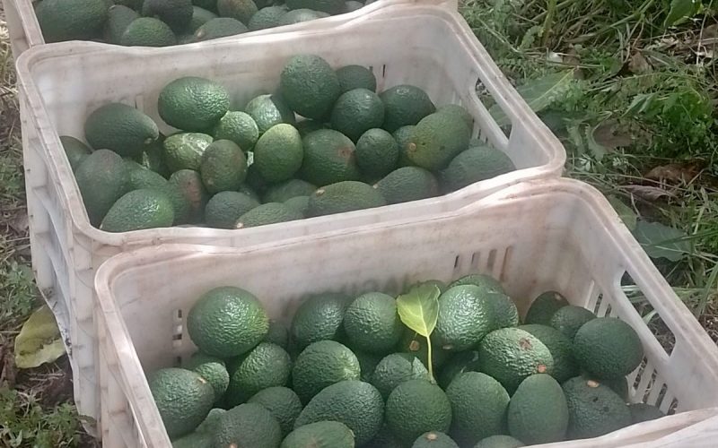 Cultivo de avocado vira alternativa para produtores de café e laranja no Paraná