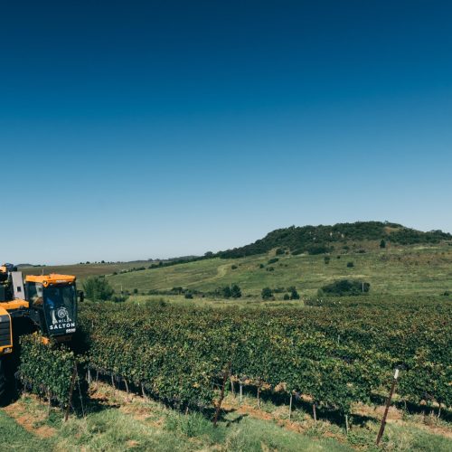 Vinícola adota manejo 100% livre de herbicidas em vinhedos