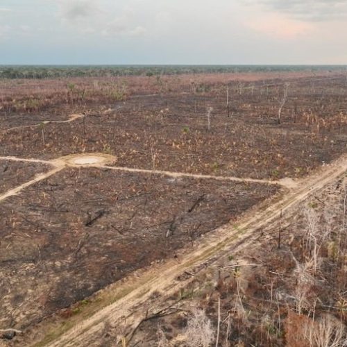 Sete empresas de commodities agrícolas podem reduzir emissões de uma Noruega, diz Trase