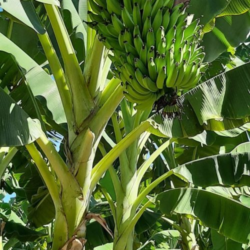 Banana irrigada de Bom Jesus da Lapa conquista Indicação Geográfica