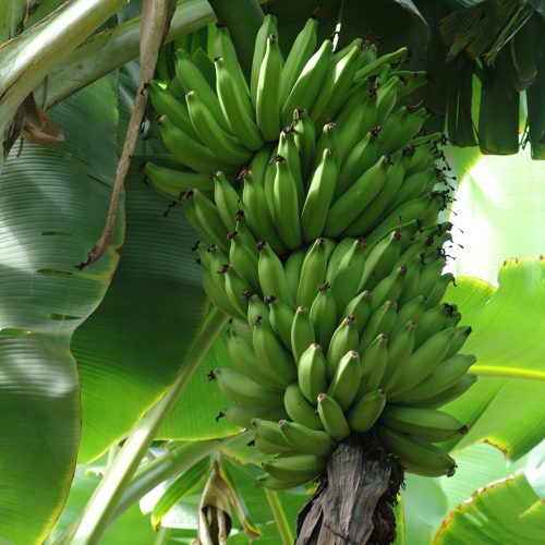 Como planejar um pomar e evitar erros que só aparecem depois do plantio