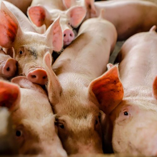 Preço do suíno vivo se sustenta em maio, apesar de quedas no final do mês