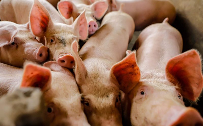 Preço do suíno vivo se sustenta em maio, apesar de quedas no final do mês