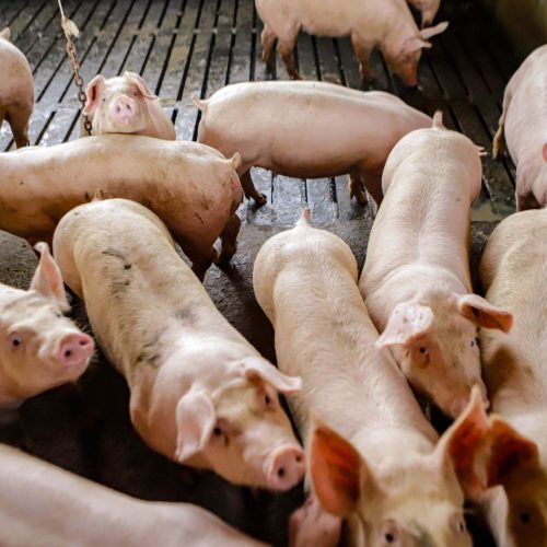 Preço do suíno vivo despencou em janeiro com fraca demanda pela carne