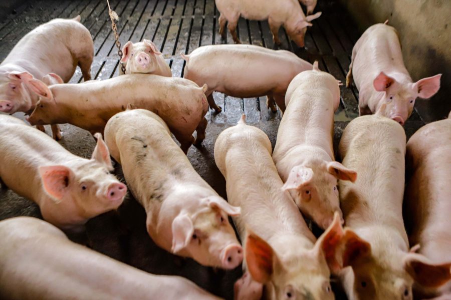 Preço do suíno vivo despencou em janeiro com fraca demanda pela carne