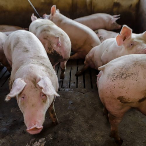 Preços do suíno vivo e da carne recuam com força em janeiro