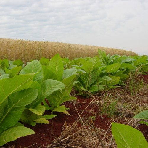 Produtores de tabaco firmam acordo de reajuste de preços com a JTI