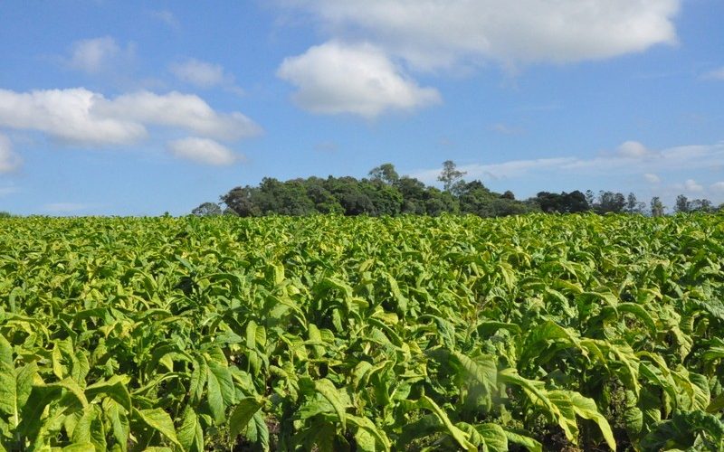 Em um ano, produção de tabaco atraiu mais de 5.000 famílias no Sul do país