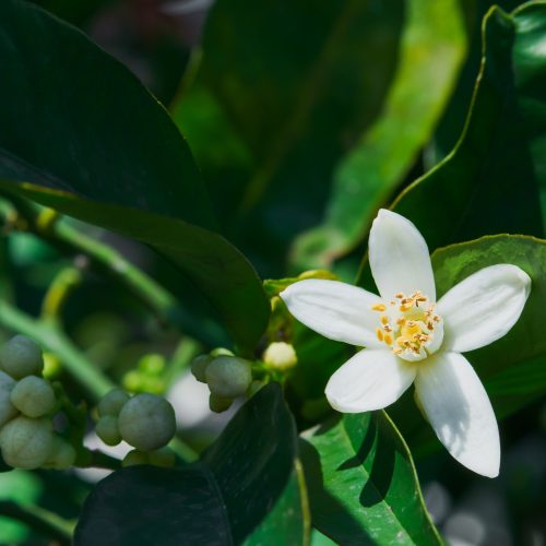 Chuvas de setembro ajudaram florada das laranjeiras, mas clima ainda preocupa produtores