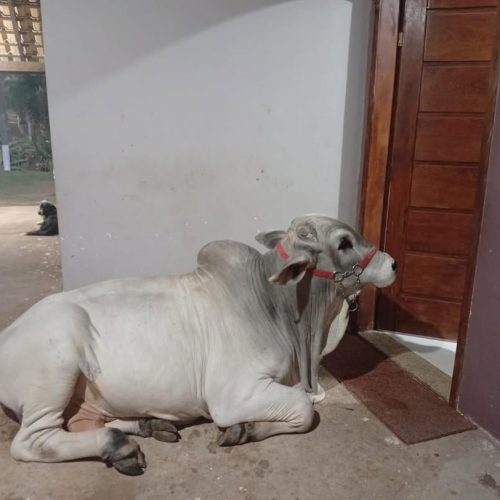 Conheça Churrasco, o boi que virou influencer e tem mais de 90 mil seguidores