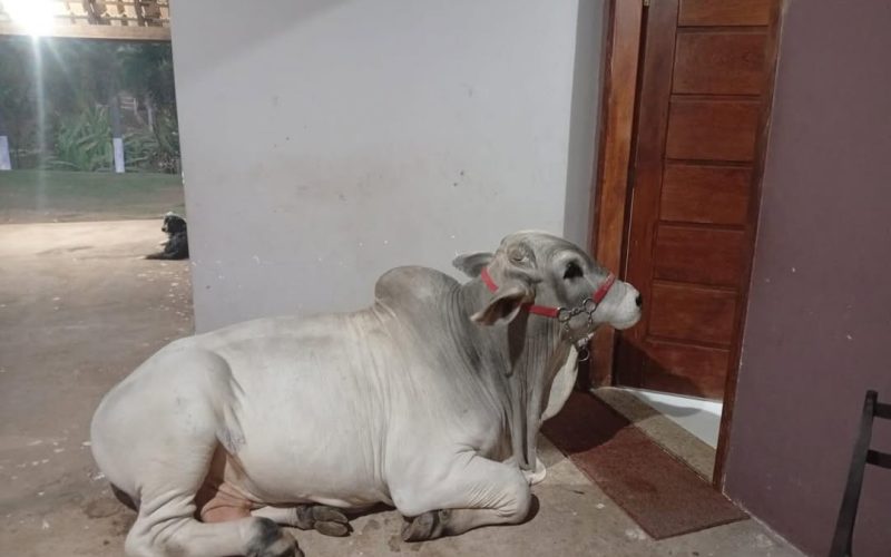 Conheça Churrasco, o boi que virou influencer e tem mais de 90 mil seguidores