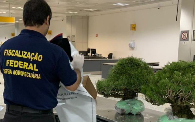 Bonsais com aranhas nos galhos são apreendidos no aeroporto de Guarulhos