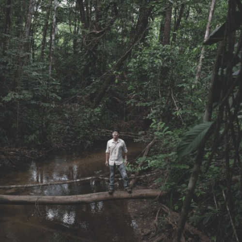 De plantas amazônicas a insetos: como alimentos alternativos ganham escala no Brasil