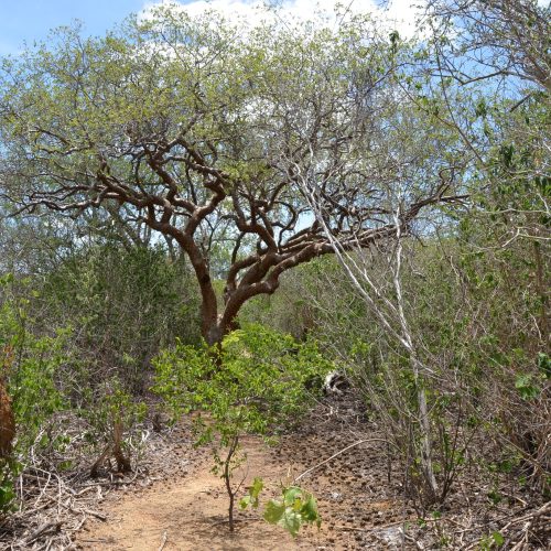 Bactéria da Caatinga tem potencial para controlar a buva