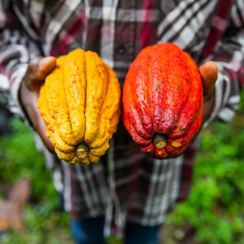 Expectativa com aumento de oferta volta a impactar preços do cacau em NY