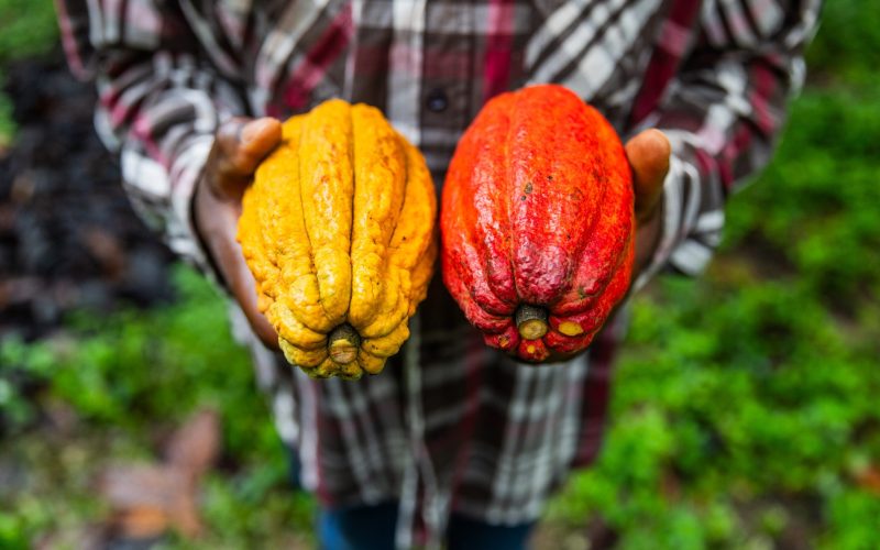 Expectativa com aumento de oferta volta a impactar preços do cacau em NY