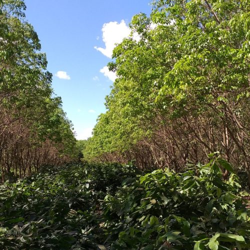 Governo de SP anuncia aporte de R$ 36 milhões para linhas de crédito agropecuário