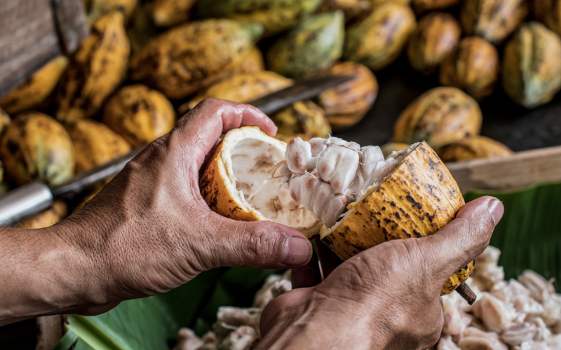 Nestlé Brasil bate meta de práticas regenerativas para cacau, café e leite