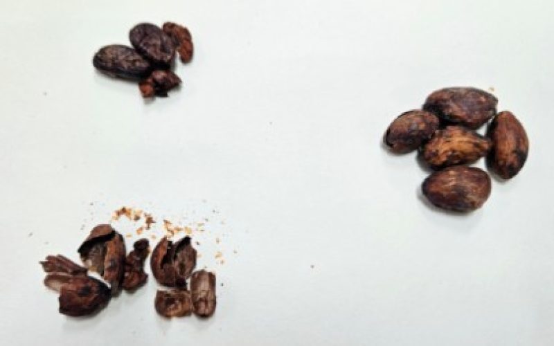 Pesquisadores criam mel ‘sabor chocolate’ usando casca da amêndoa do cacau