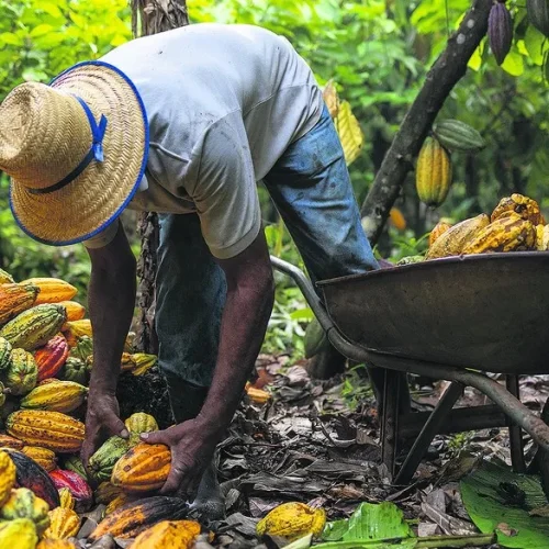 Cacau volta a cair em NY com dados de moagem na Europa