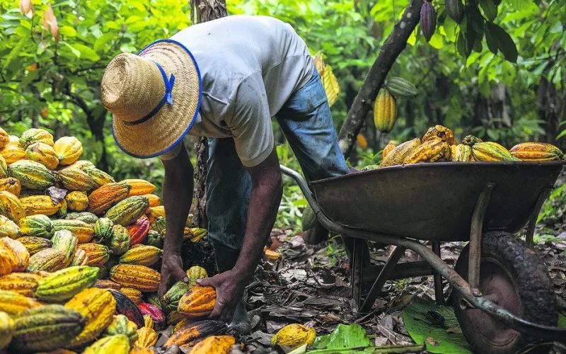 Cacau volta a cair em NY com dados de moagem na Europa