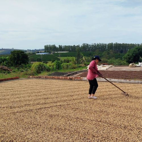 Marcas próprias de cafés especiais aumentam renda de pequenos produtores