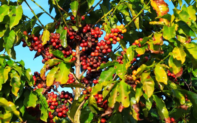 Café cai quase 3% em Nova York com avanço da colheita no Brasil