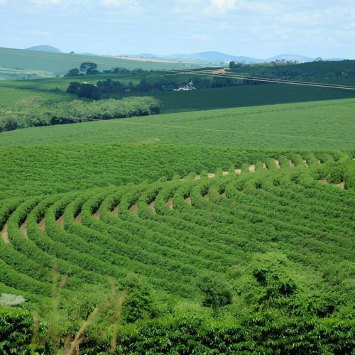 Café amplia ganhos em Nova York, com queda do dólar e clima no Brasil
