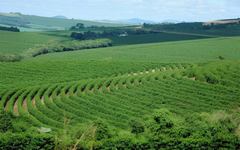 Café amplia ganhos em Nova York, com queda do dólar e clima no Brasil