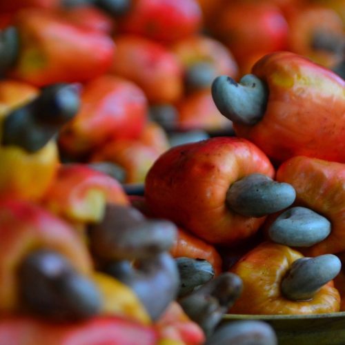 Caju não é fruta, mas faz bem para a saúde: veja 10 benefícios