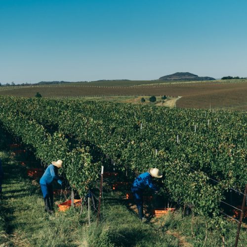 Justiça do RS proíbe uso do herbicida 2,4-D na Campanha Gaúcha