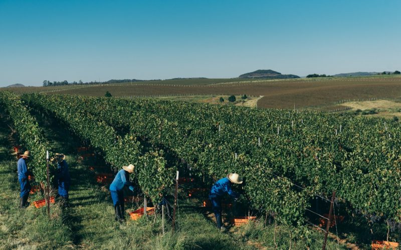 Justiça do RS proíbe uso do herbicida 2,4-D na Campanha Gaúcha