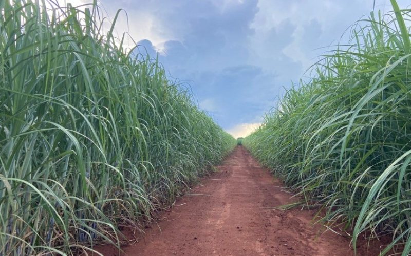 Duas novas variedades de cana apresentam alto potencial produtivo
