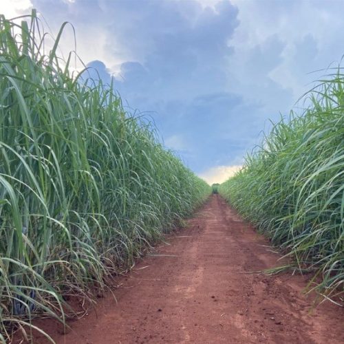 Duas novas variedades de cana apresentam alto potencial produtivo