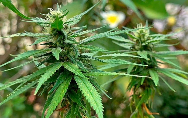 Estudo aponta 481 barreiras à pesquisa sobre cannabis no Brasil