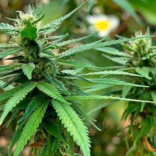 Quem pode cultivar cannabis no Brasil?  Saiba o que muda após decisão da Anvisa