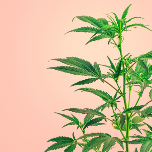 Anvisa pede adiamento para regulamentar plantio do cânhamo