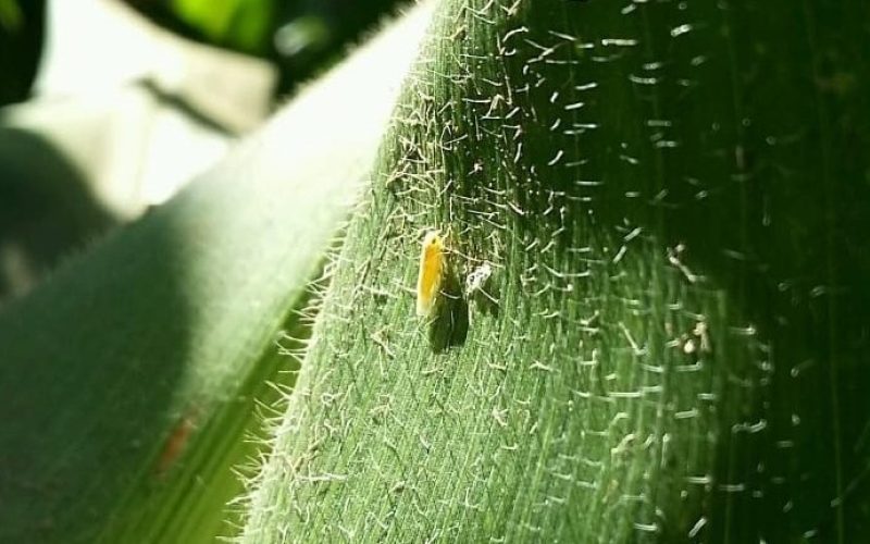 Estudo revela prejuízos causados pela cigarrinha-do-milho; ouça o comentário