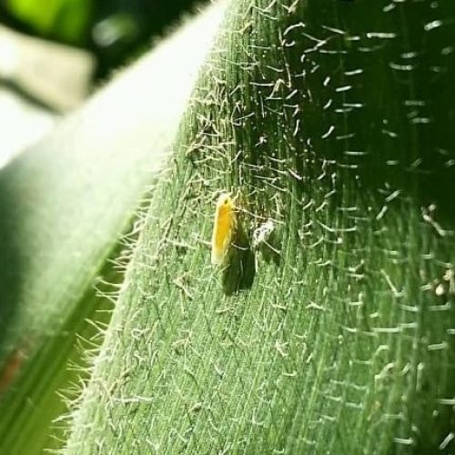 Cigarrinha-do-milho causou prejuízo de US$ 25,8 bilhões em três safras